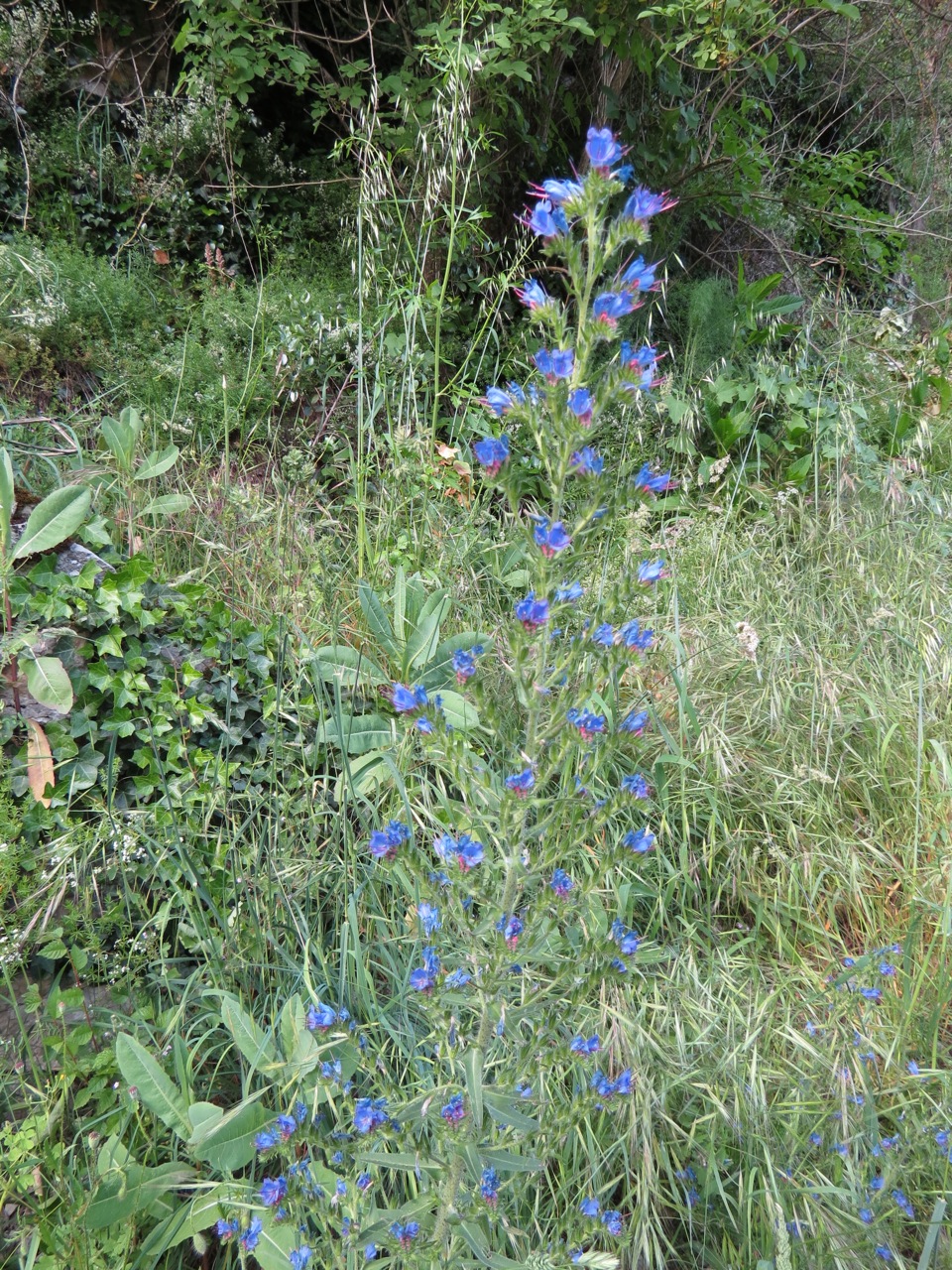 Vipérine commune 1355